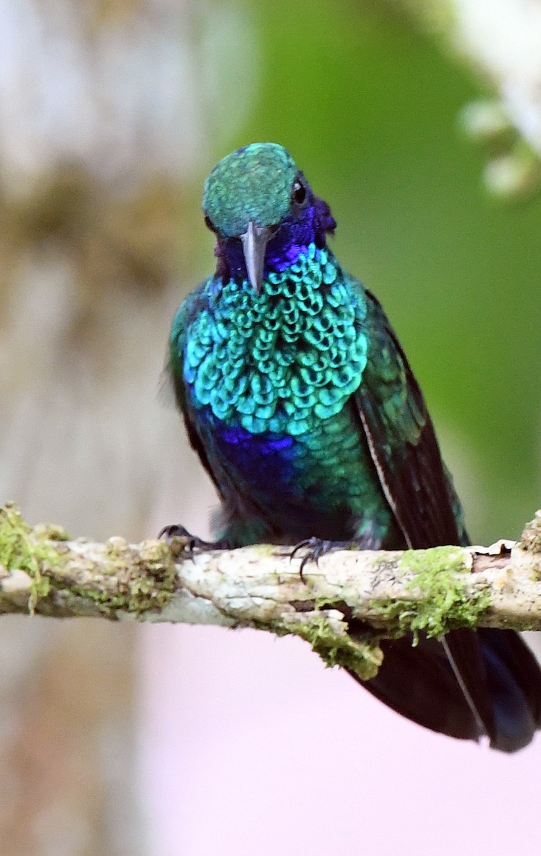 kolibřík modrolící - ML139898911