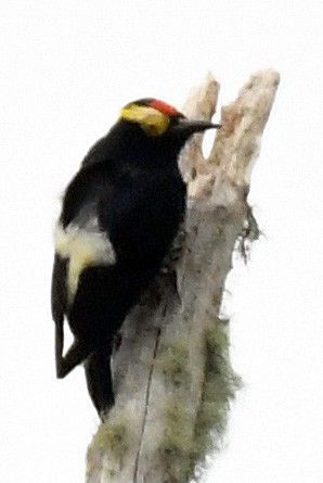 Yellow-tufted Woodpecker - Charles Hundertmark
