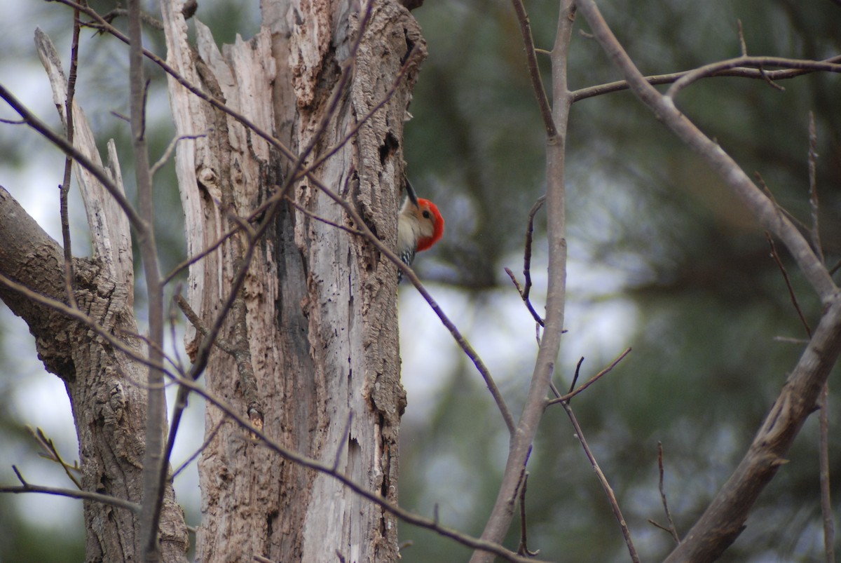 Red-bellied Woodpecker - Sebass Pennisi
