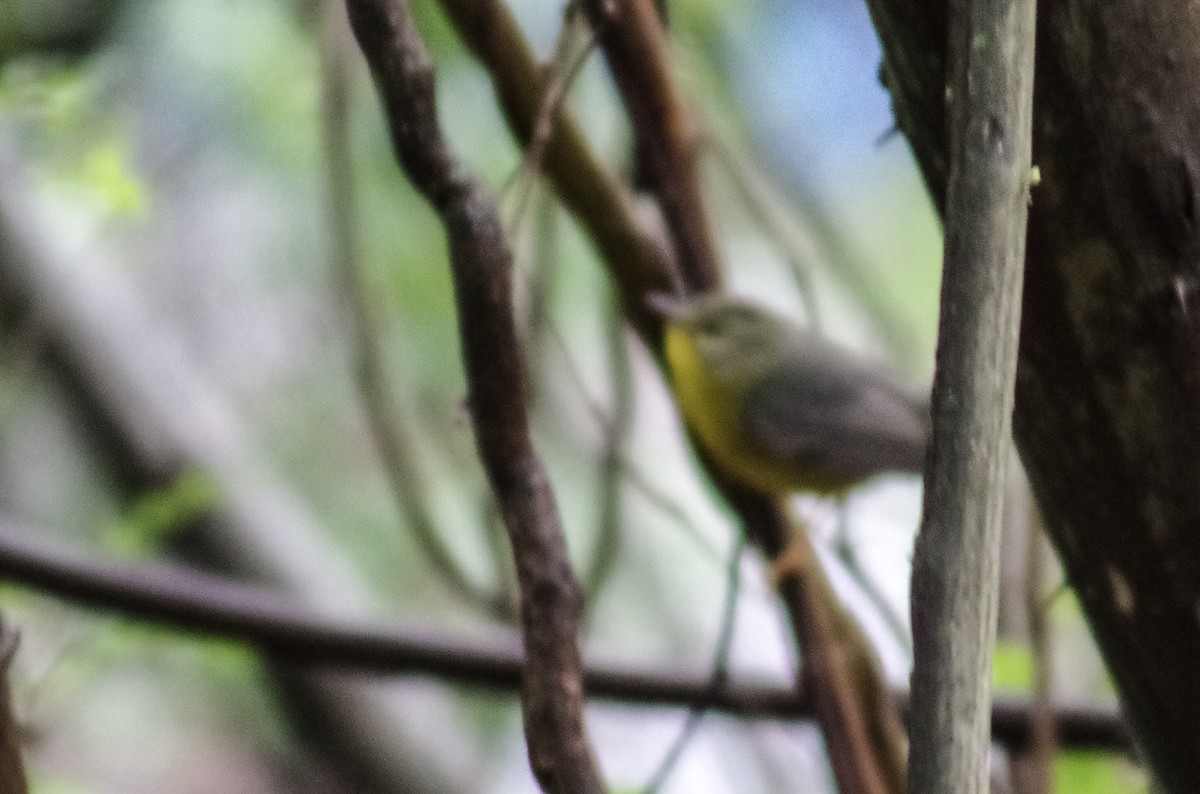 Golden-crowned Warbler - Kimberly Williams