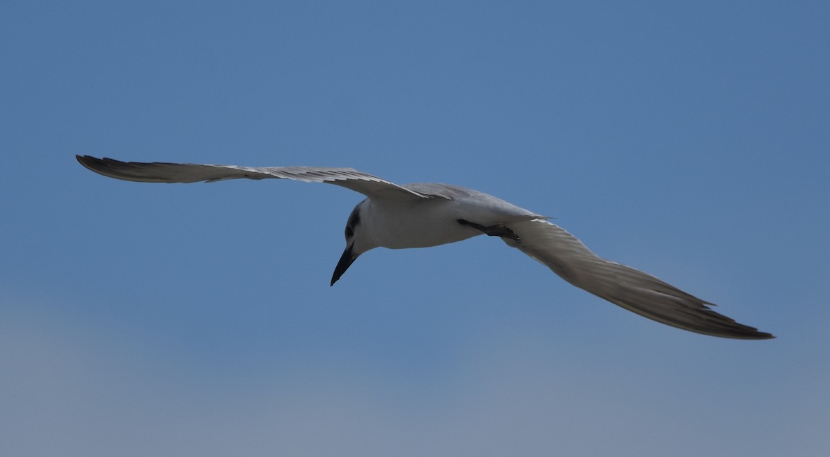 Gull-billed Tern - Joe MDO