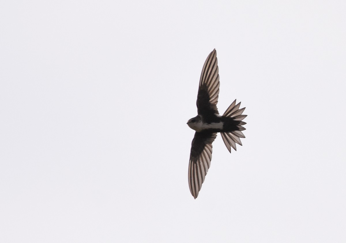 White-throated Swift - Christopher Lindsey