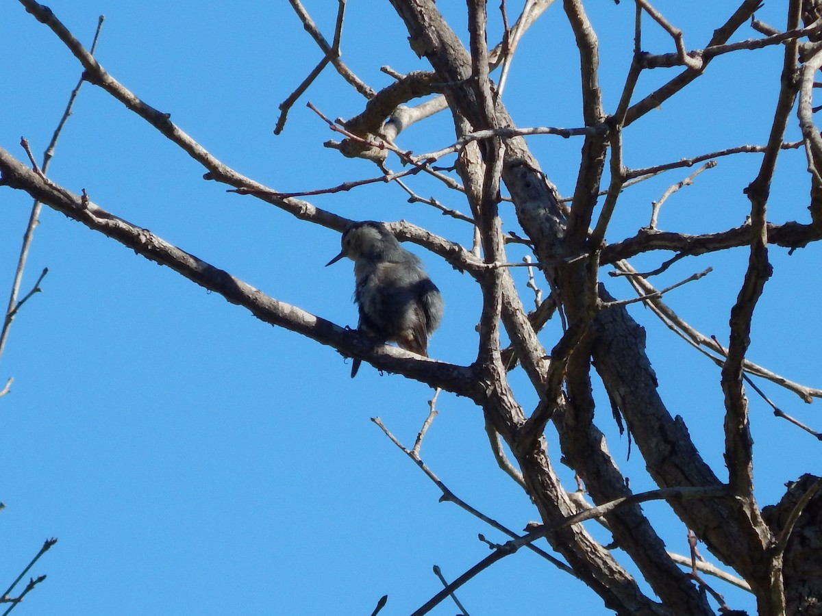White-breasted Nuthatch - ML139907471