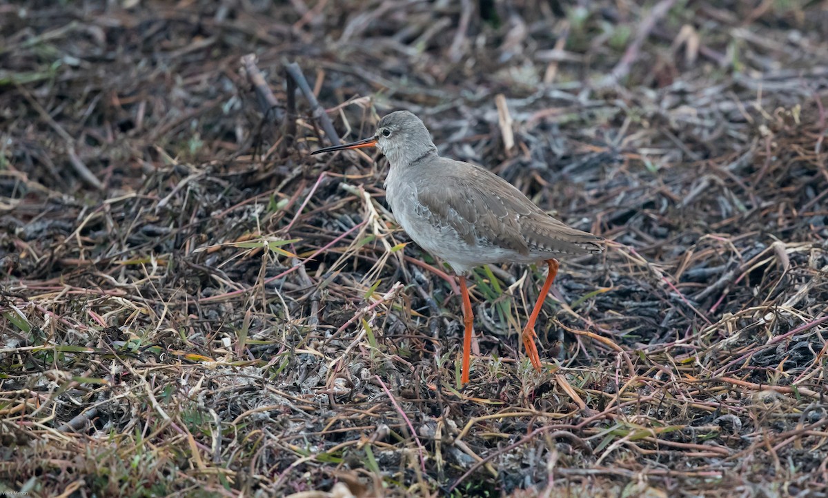 Spotted Redshank - ML139908271