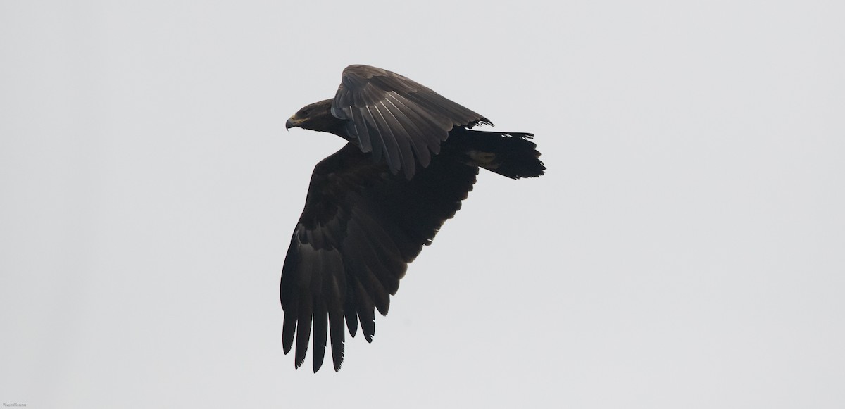 Greater Spotted Eagle - Vivek Menon