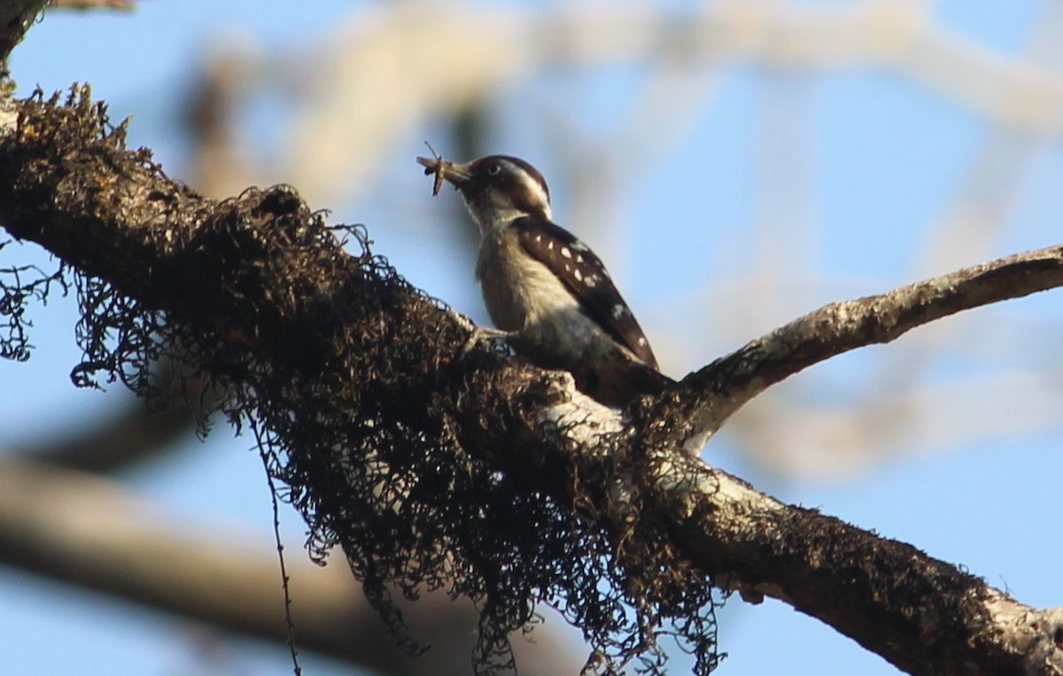 Brown-capped Pygmy Woodpecker - Vyom Vyas