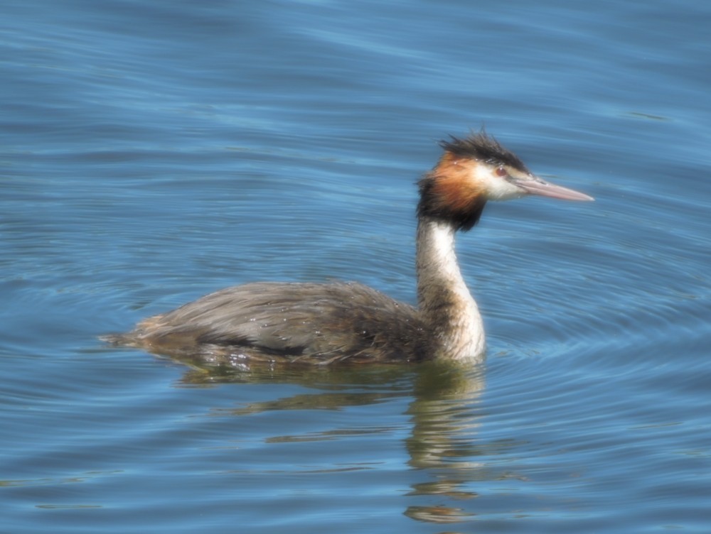 Great Crested Grebe - Mark Ley
