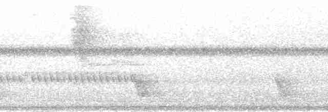 Самоанский личинкоед-свистун - ML139913