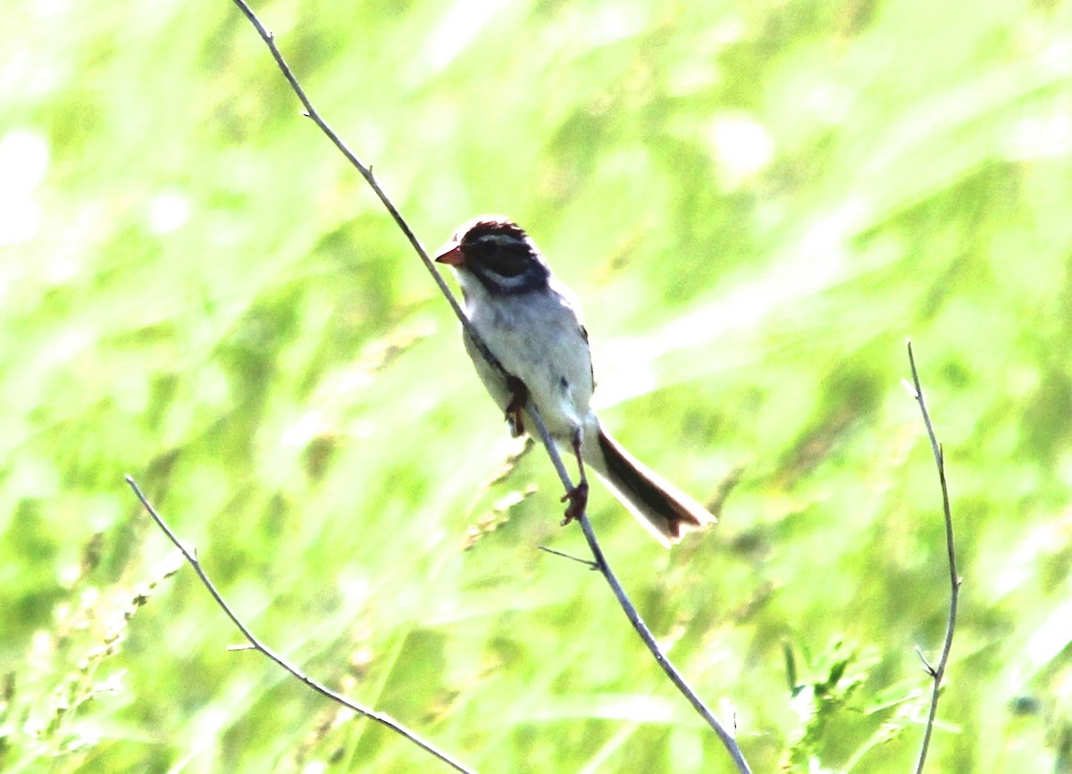 Clay-colored Sparrow - ML139913371