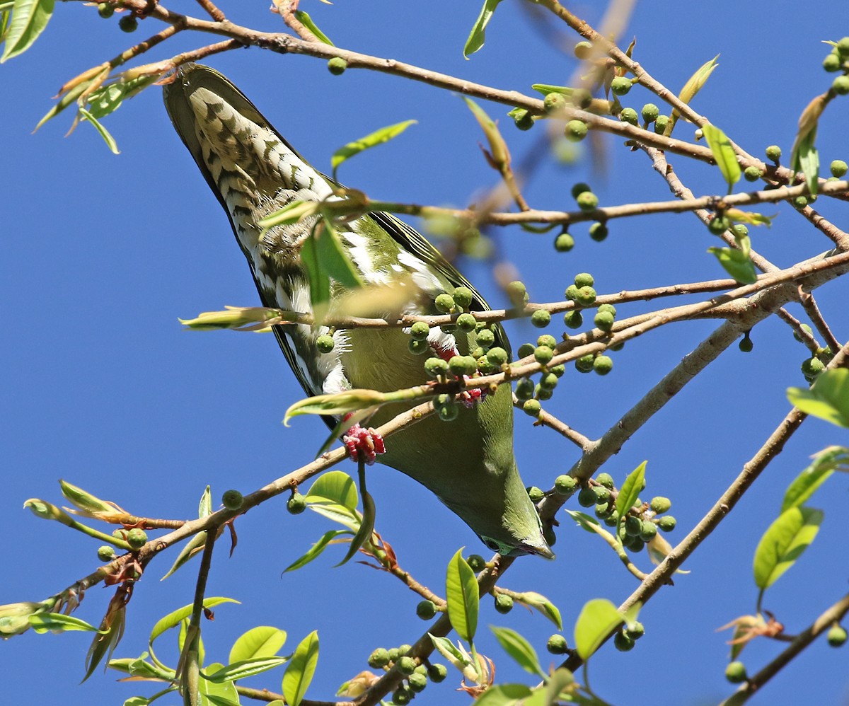 Thick-billed Green-Pigeon - ML139913581
