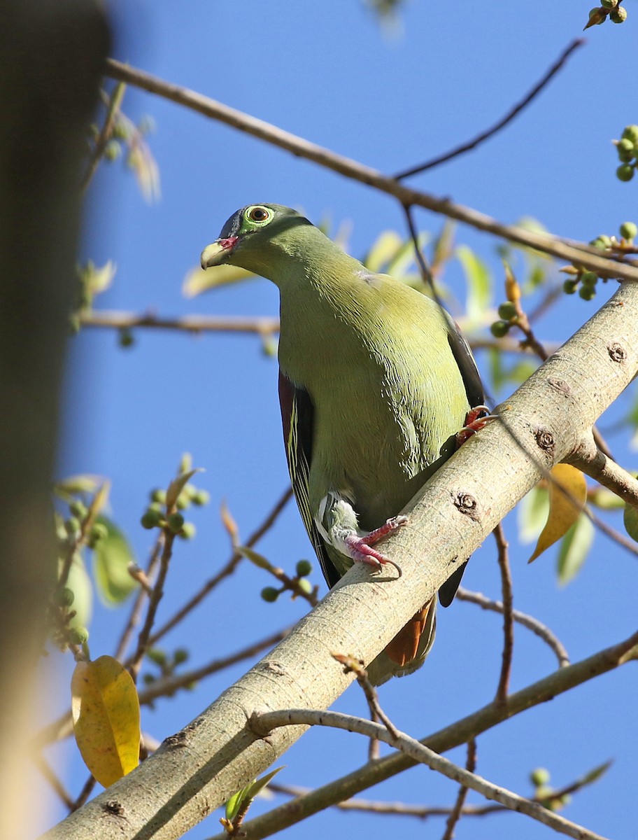 Thick-billed Green-Pigeon - ML139913591