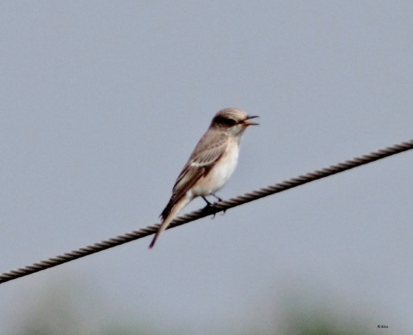 Spotted Flycatcher - Ains Priestman