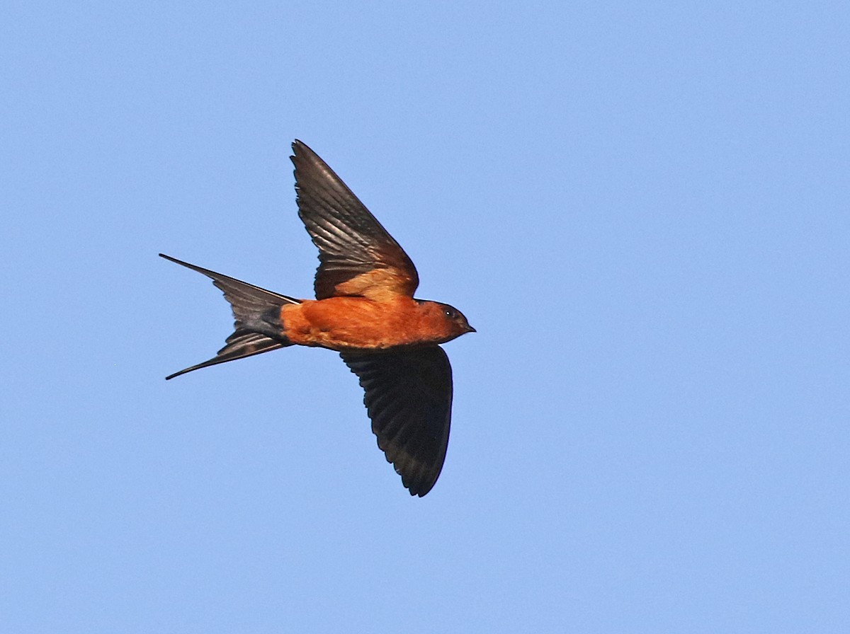 Rufous-bellied Swallow - Dave Bakewell