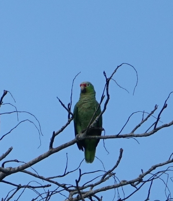 Red-lored Parrot - ML139916391