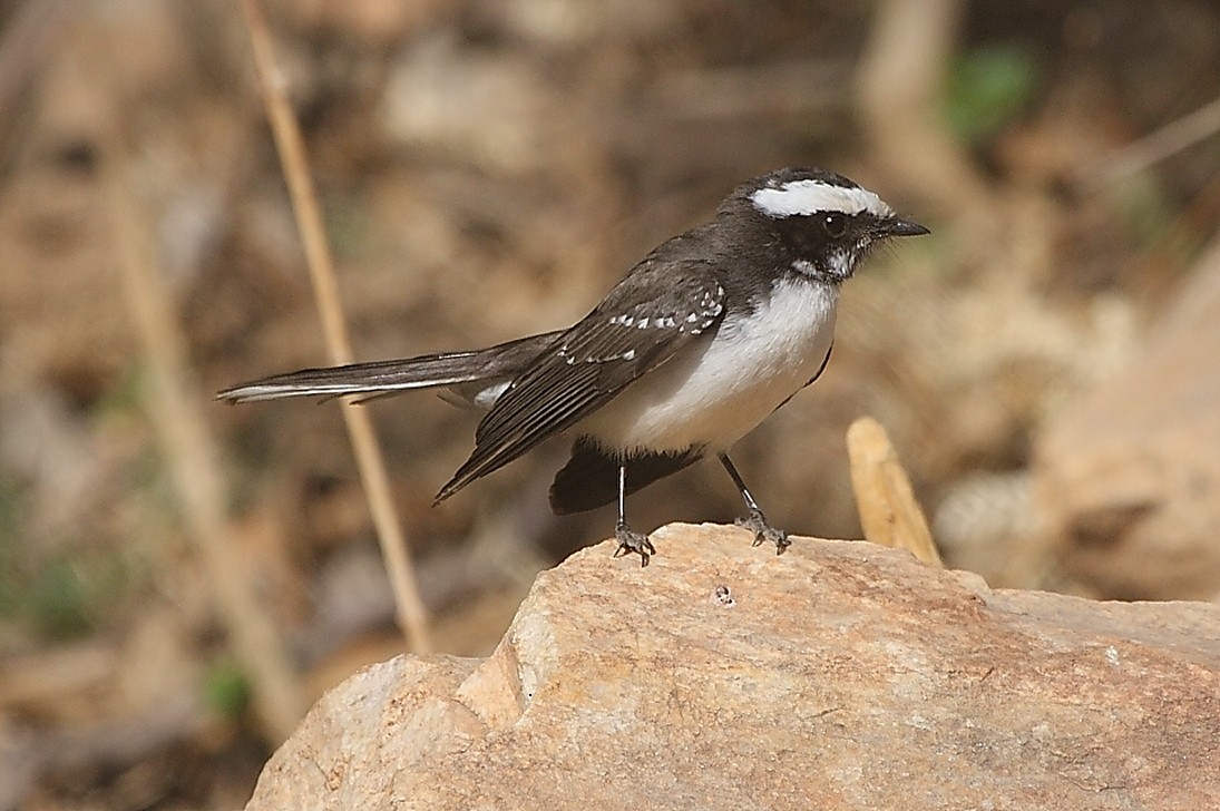 White-browed Fantail - ML139917291