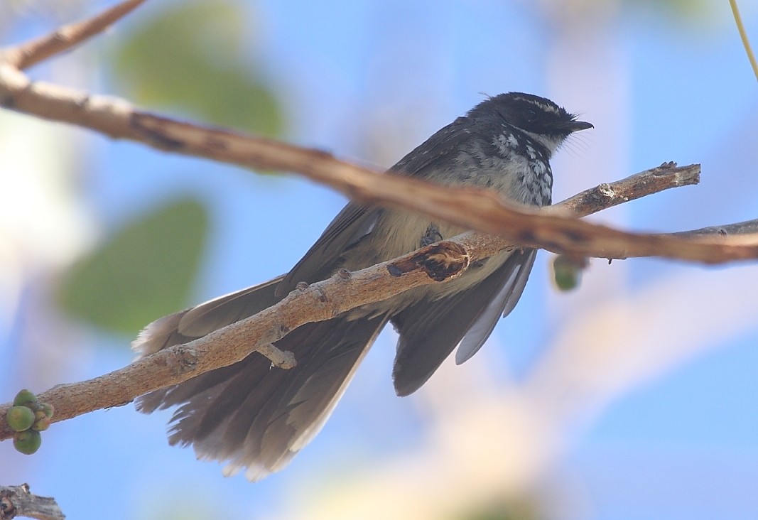 Spot-breasted Fantail - ML139917311