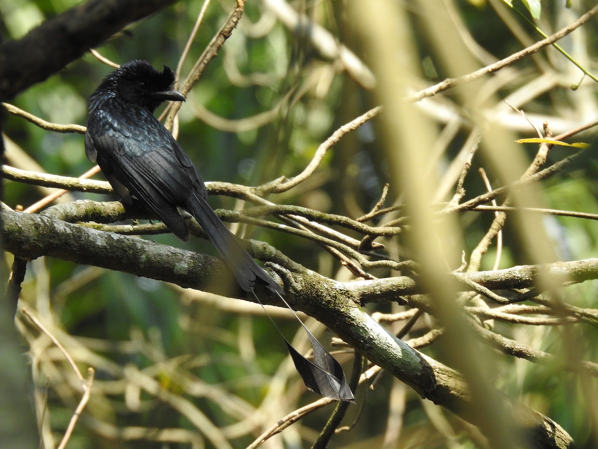 Greater Racket-tailed Drongo - ML139919731