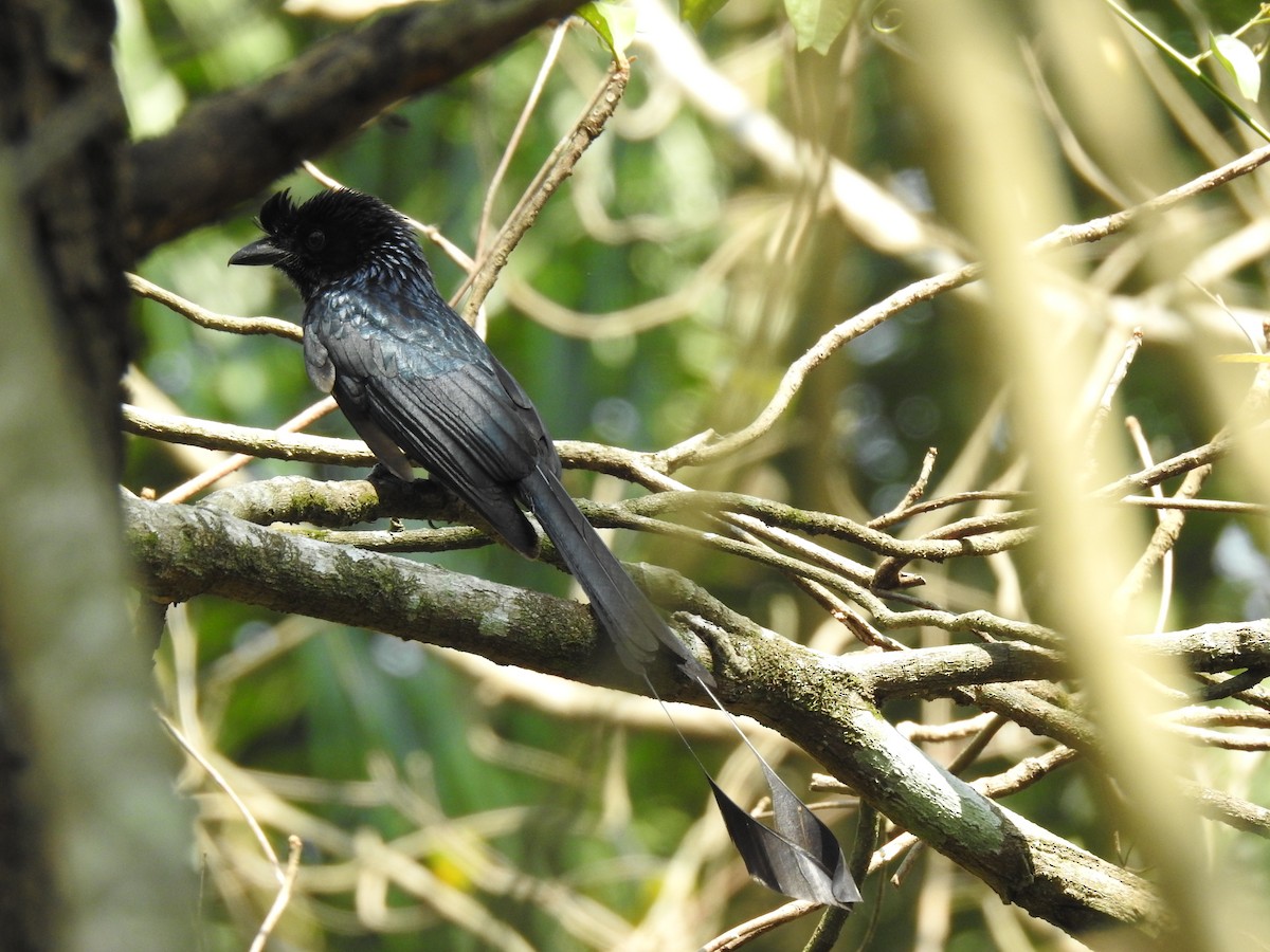 Greater Racket-tailed Drongo - ML139919741