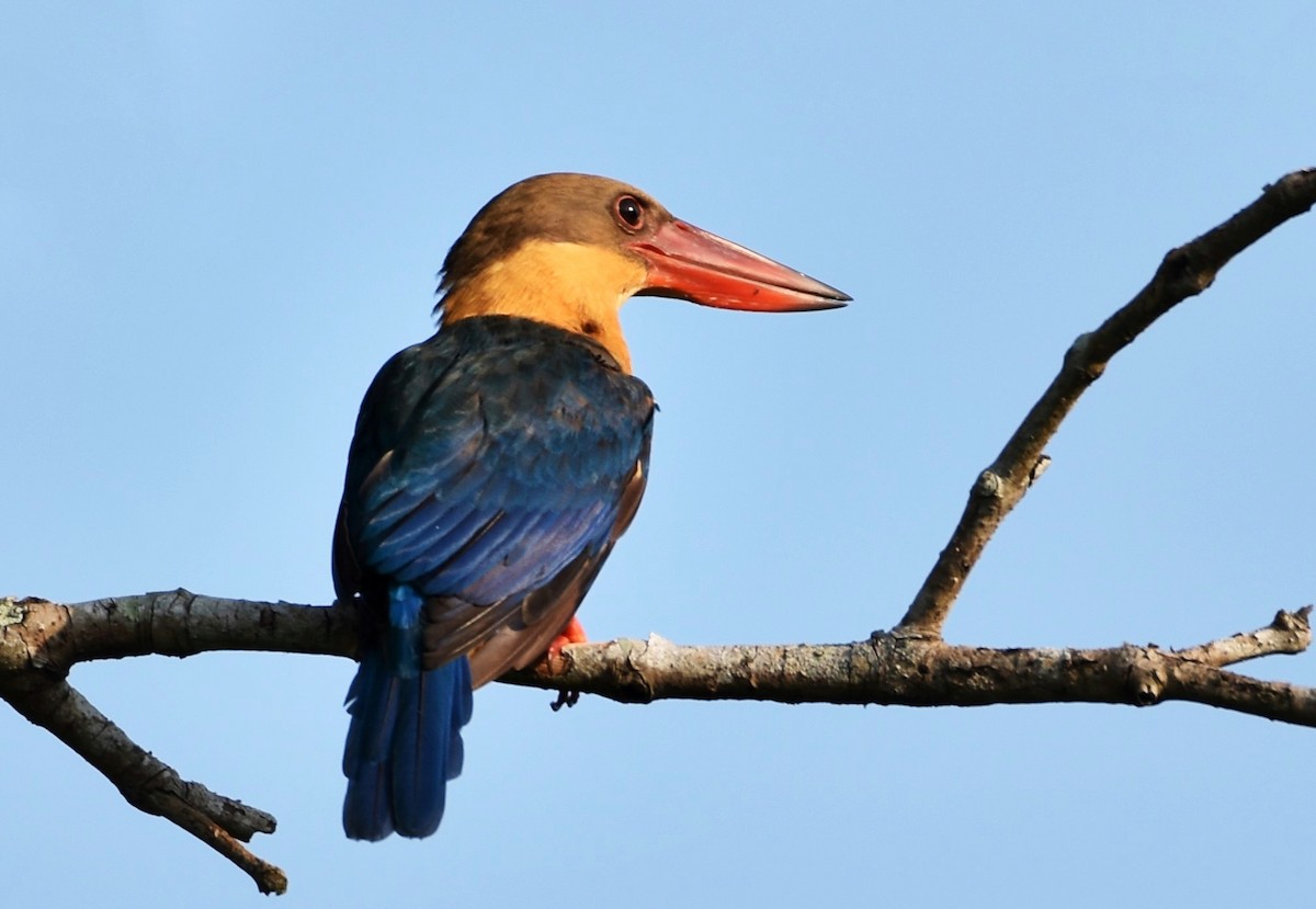 Stork-billed Kingfisher - ML139919811