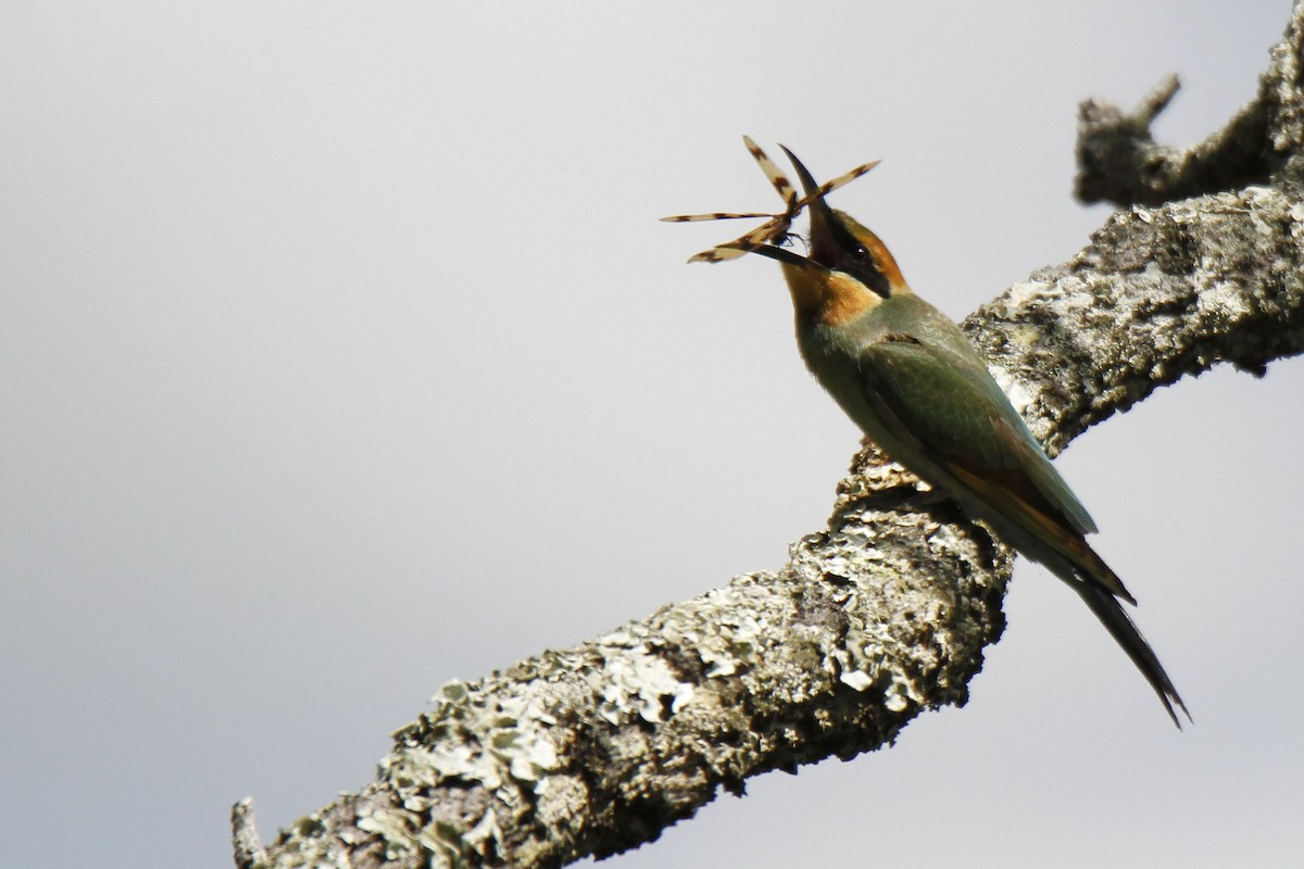 Rainbow Bee-eater - Chris Murray