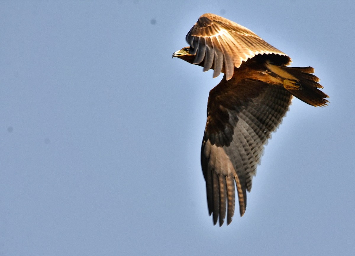 Indian Spotted Eagle - Surajprakash B