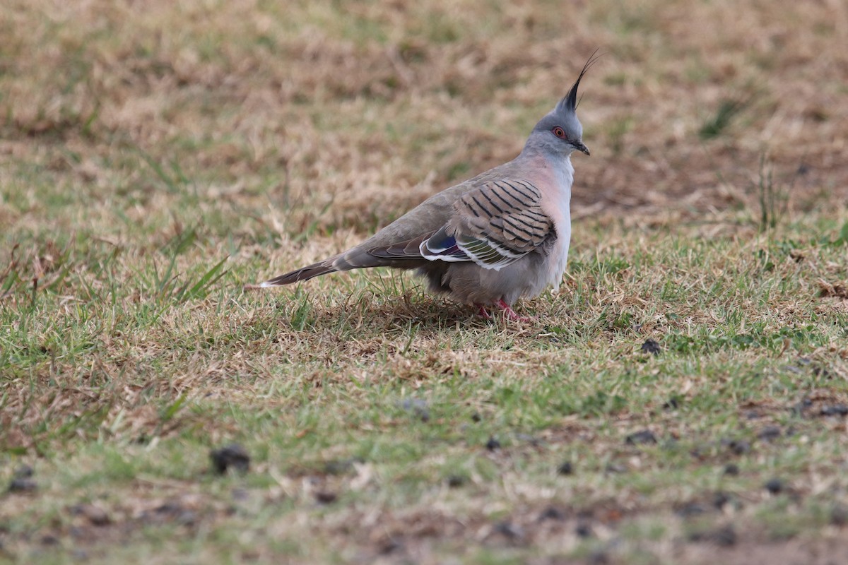 Crested Pigeon - ML139925121