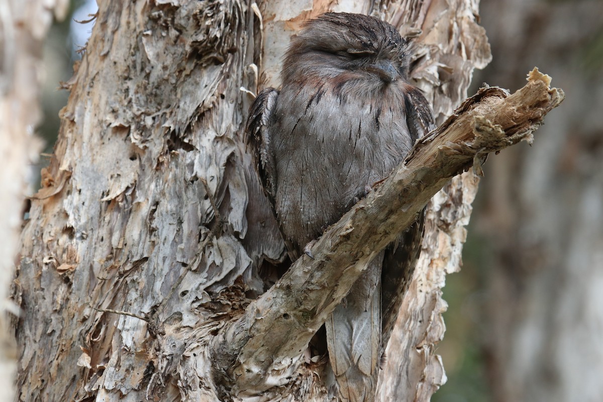 Tawny Frogmouth - Cesar Lacerda