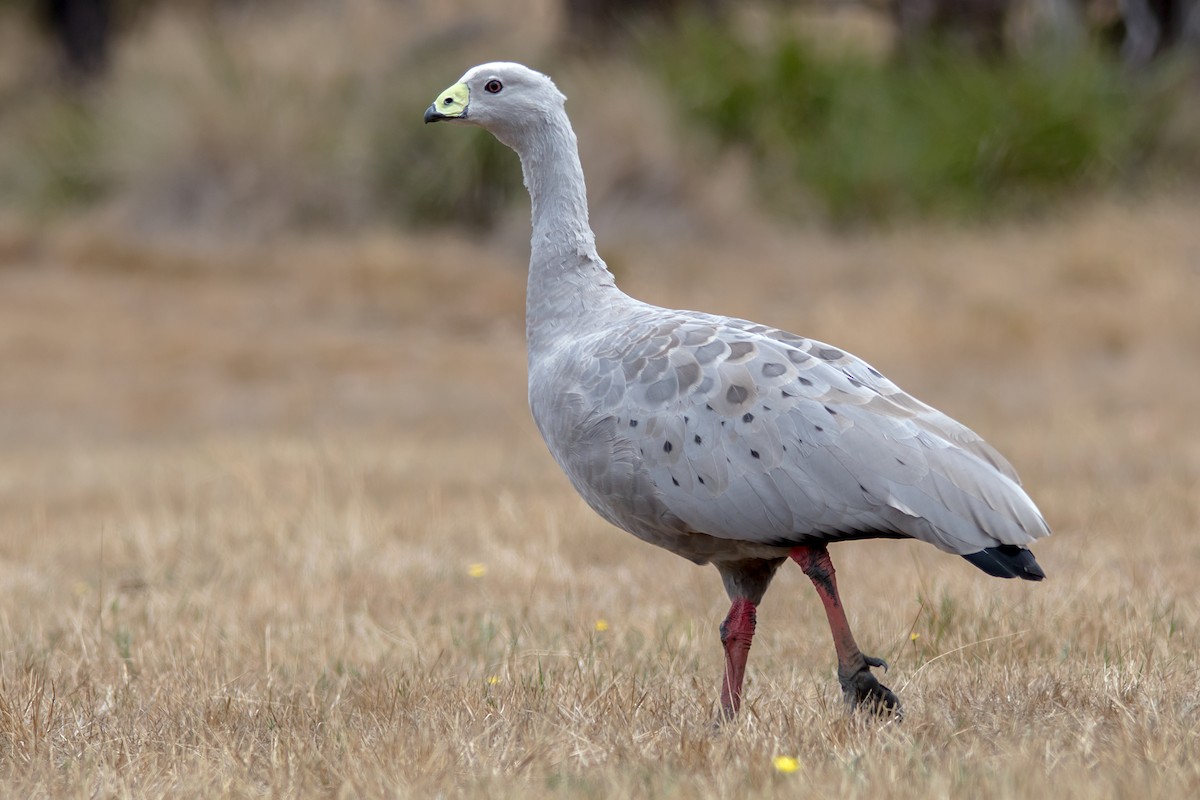 Cape Barren Goose - Andrew Allen