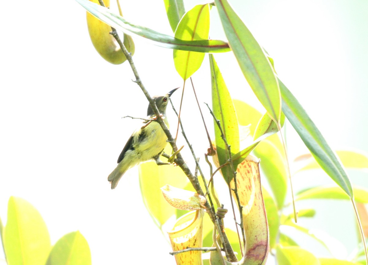Brown-throated Sunbird - Su Ping Ong