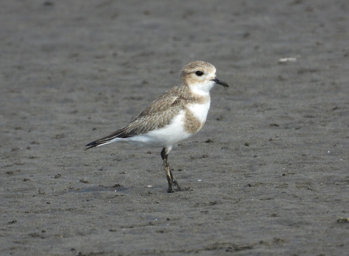 Two-banded Plover - Chris Burwell