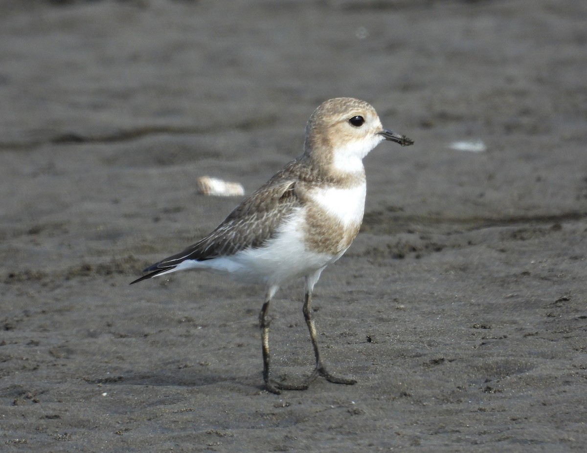 Two-banded Plover - Chris Burwell