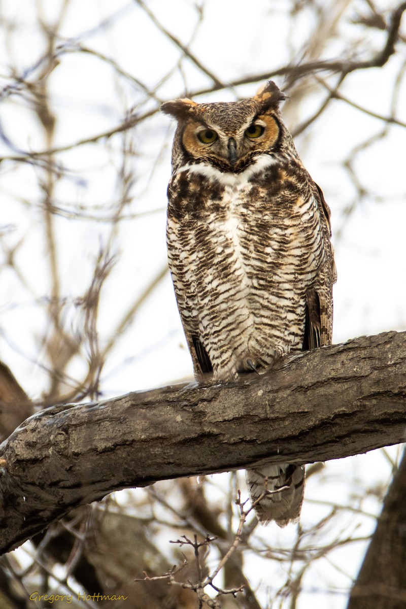 Great Horned Owl - Greg Hottman