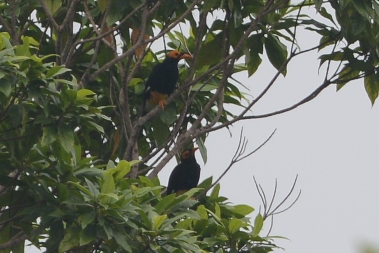 Yellow-faced Myna - Cathy Pasterczyk