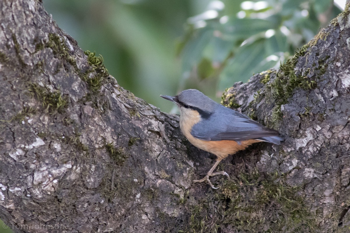 White-tailed Nuthatch - Tom Johnson