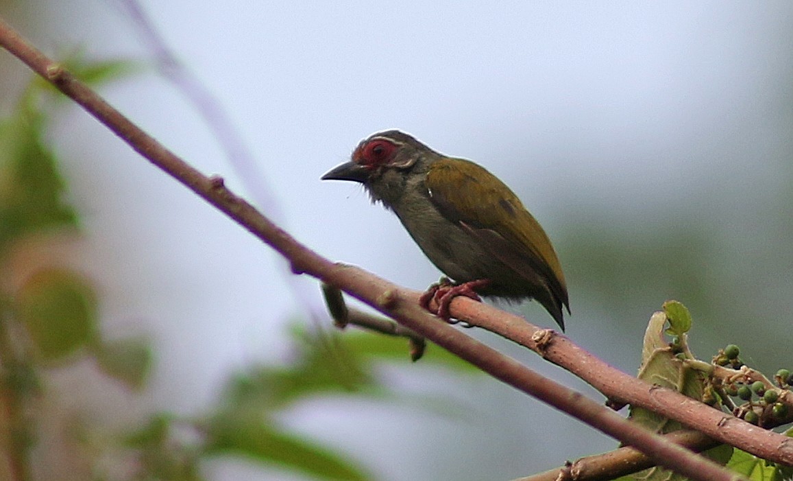 African Piculet - ML139933391