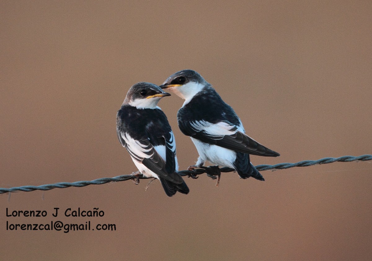 White-winged Swallow - Lorenzo Calcaño