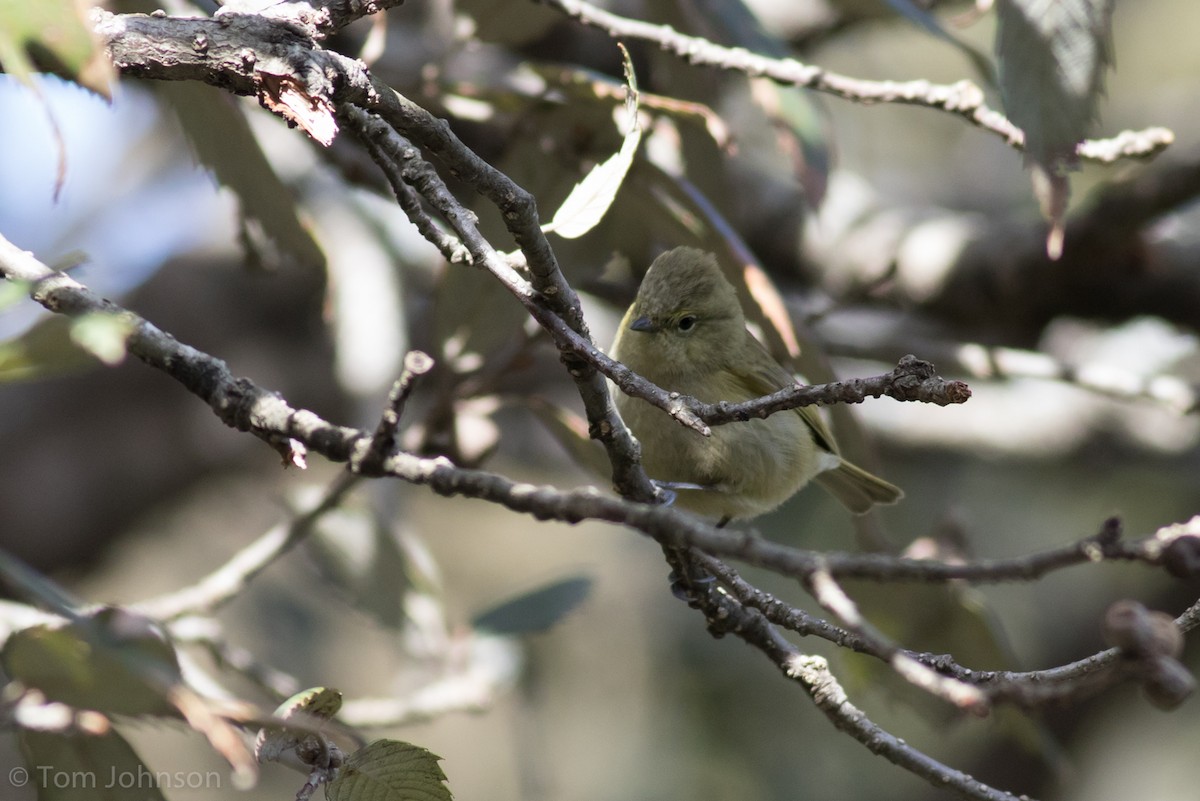 Yellow-browed Tit - ML139933631