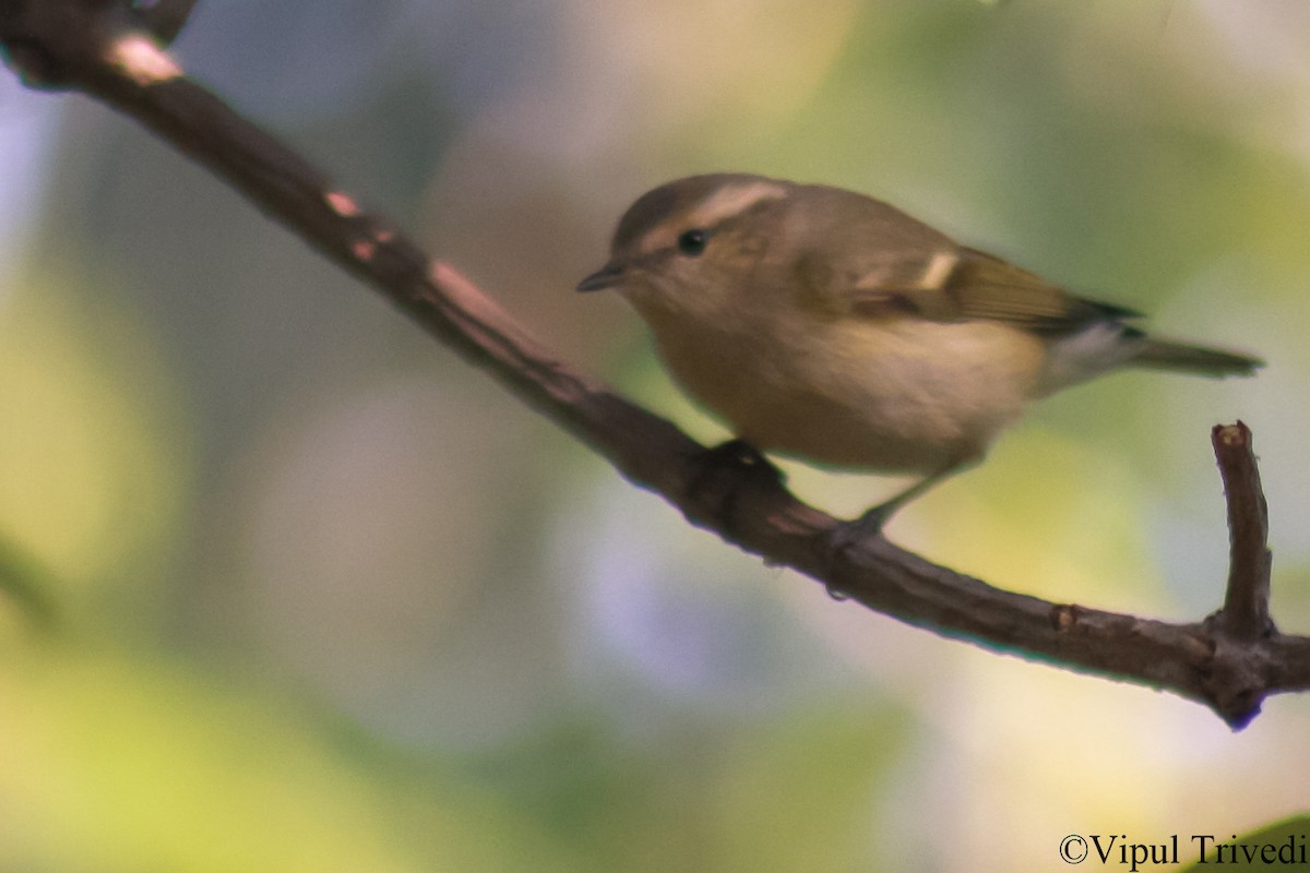 Hume's Warbler - ML139934211