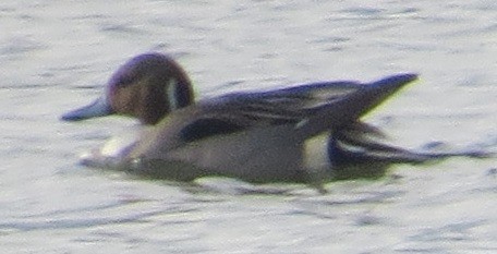 Northern Pintail - frank porter