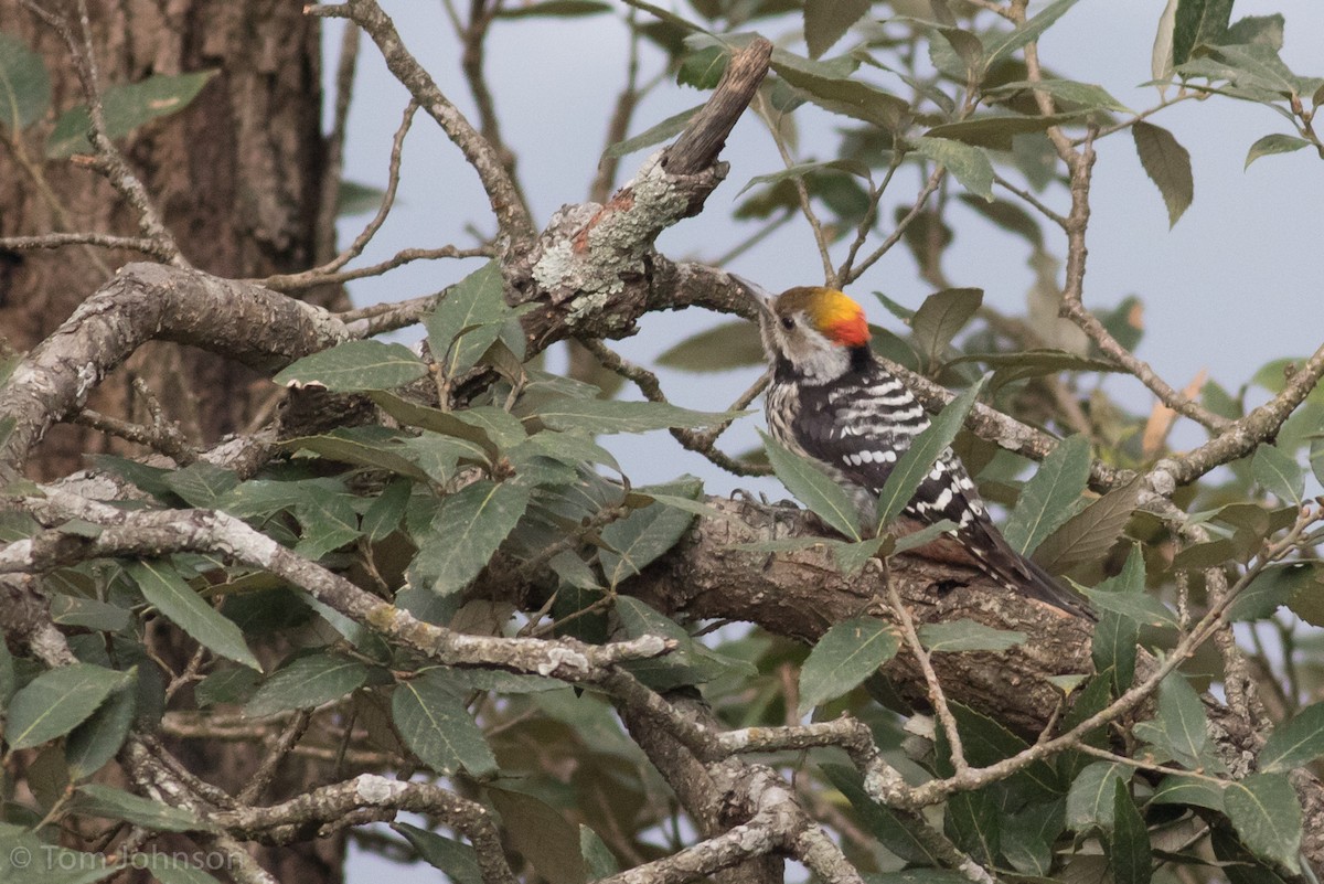 Brown-fronted Woodpecker - ML139934611