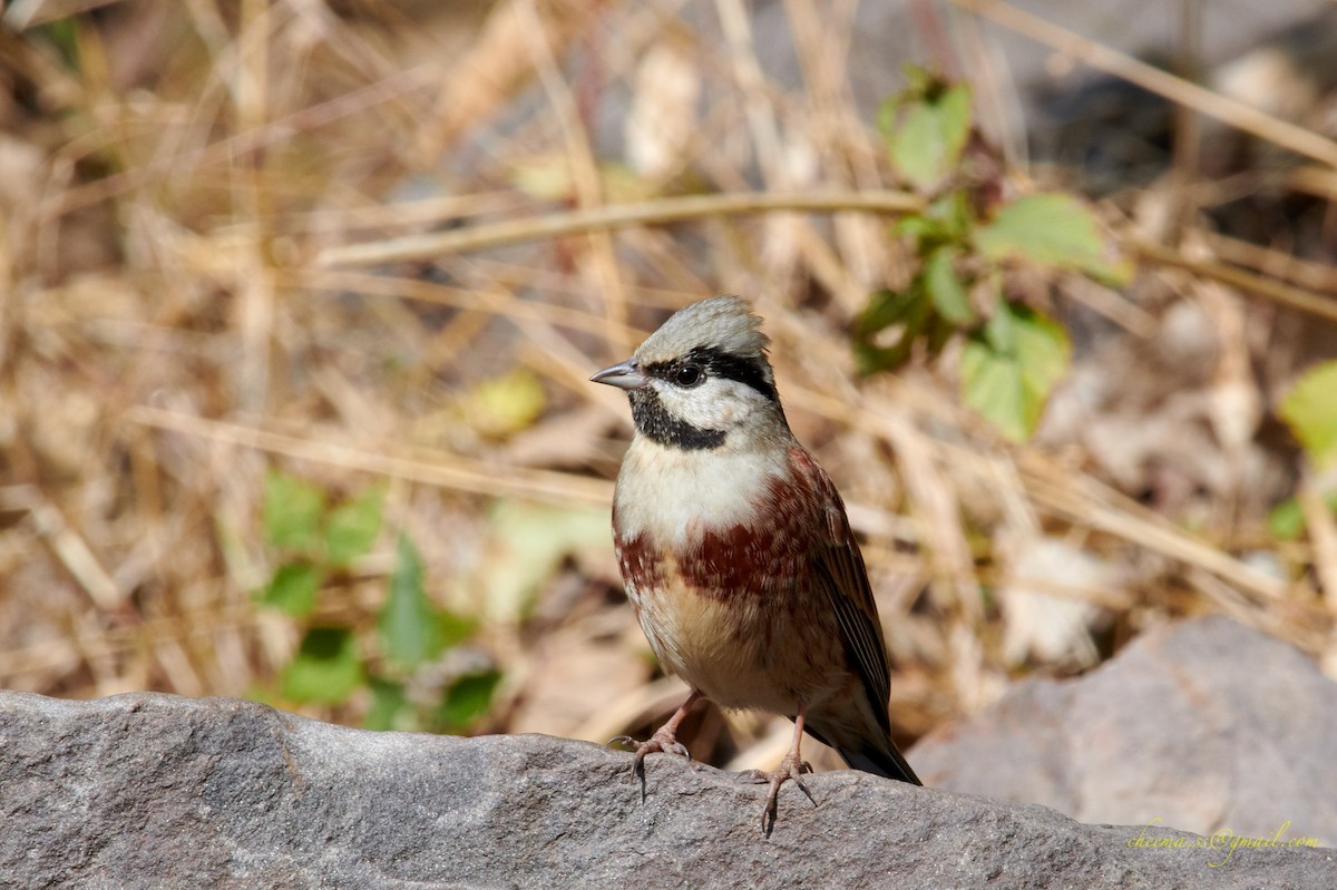White-capped Bunting - ML139935571