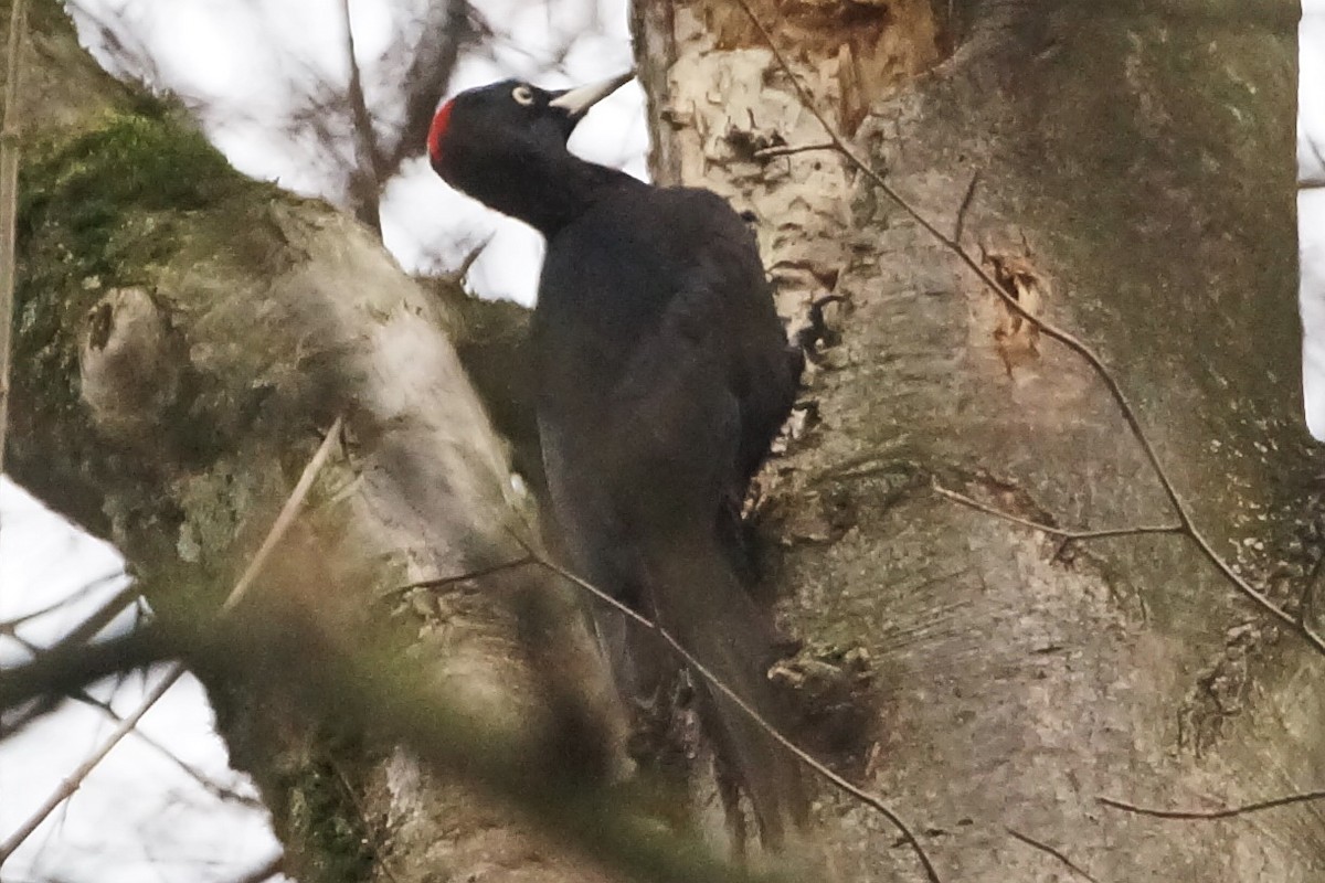 Black Woodpecker - ML139935631