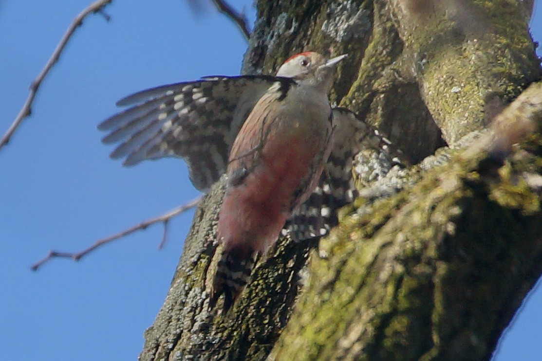 Middle Spotted Woodpecker - ML139935701