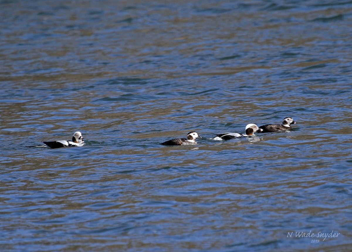 Long-tailed Duck - N. Wade Snyder
