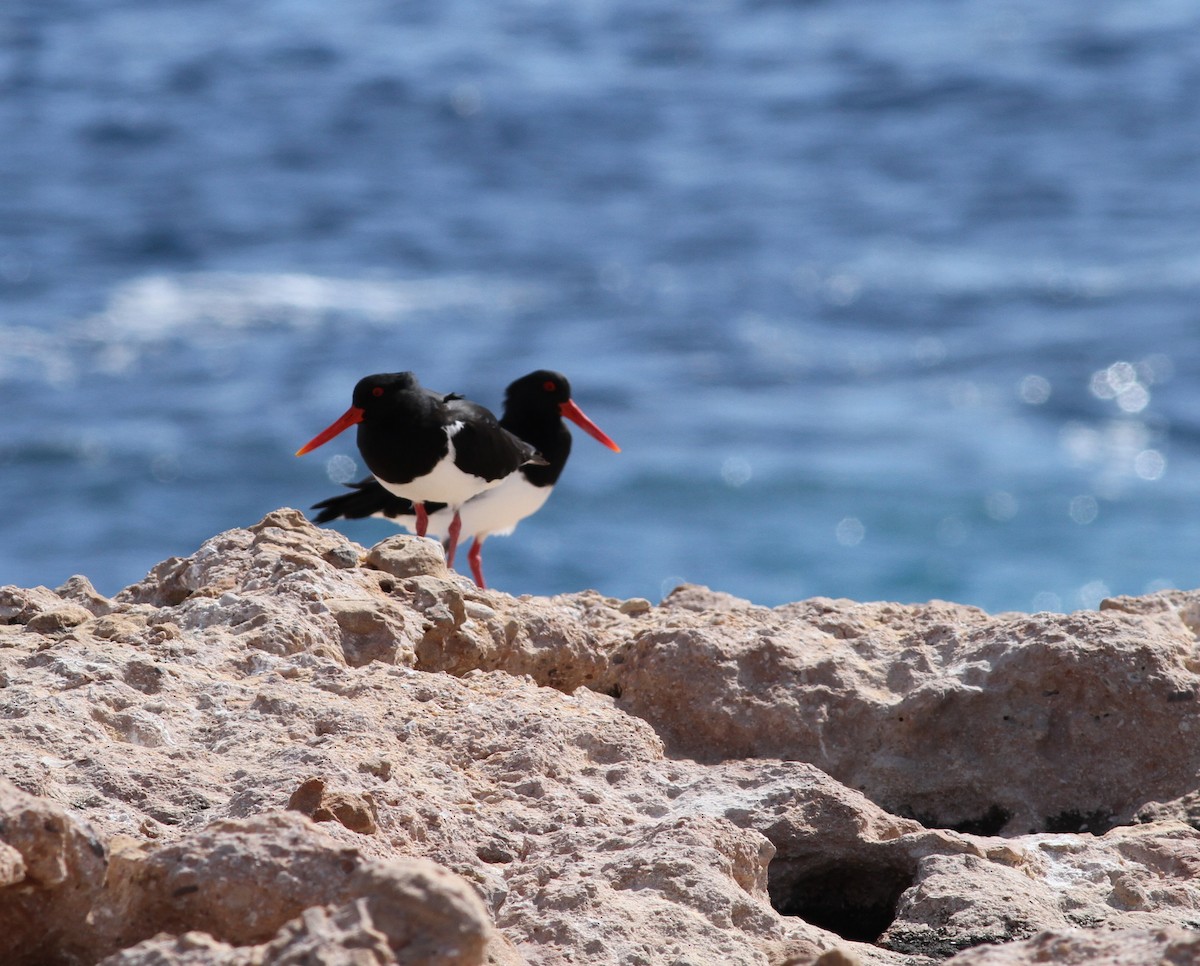 Pied Oystercatcher - Mike Webster