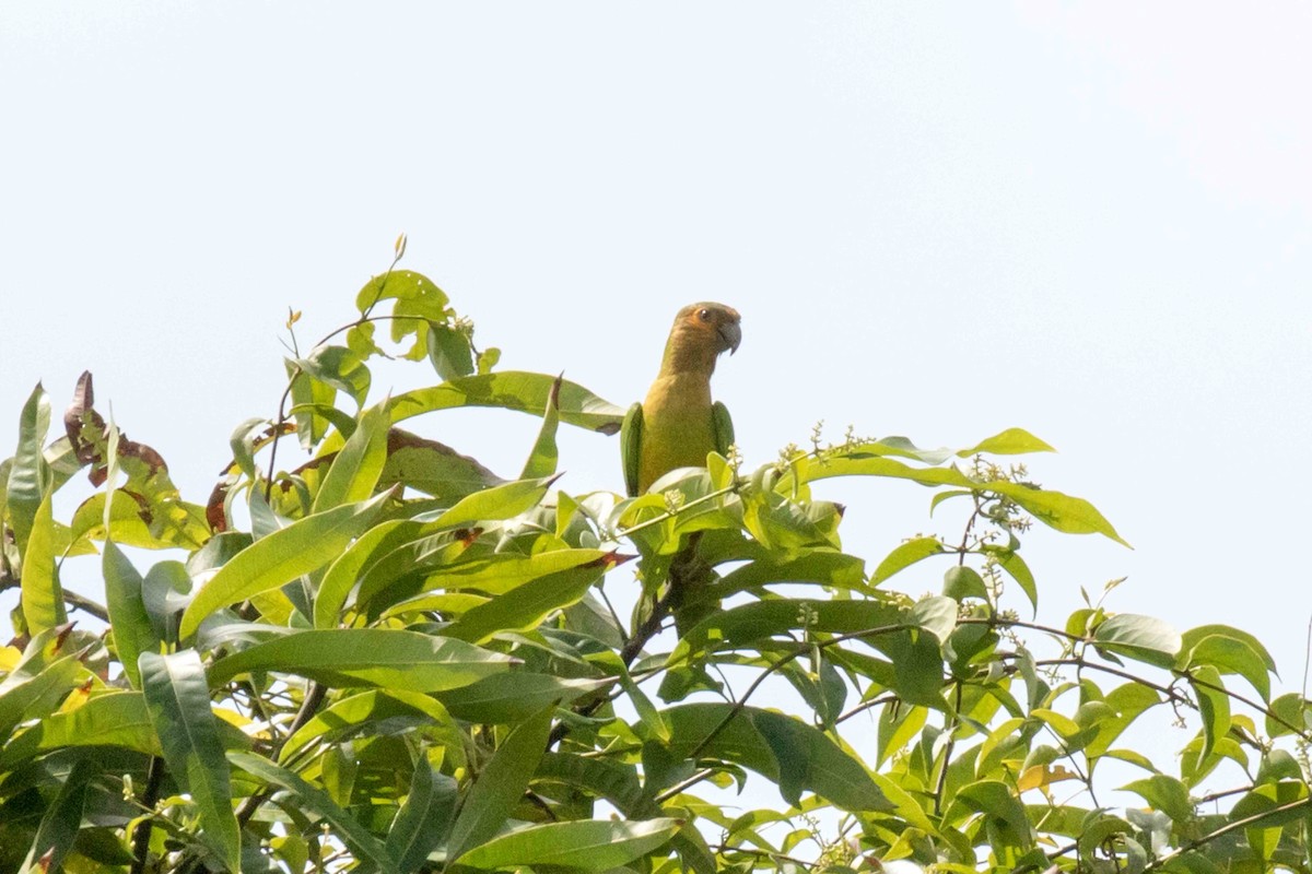 Brown-throated Parakeet - ML139938781