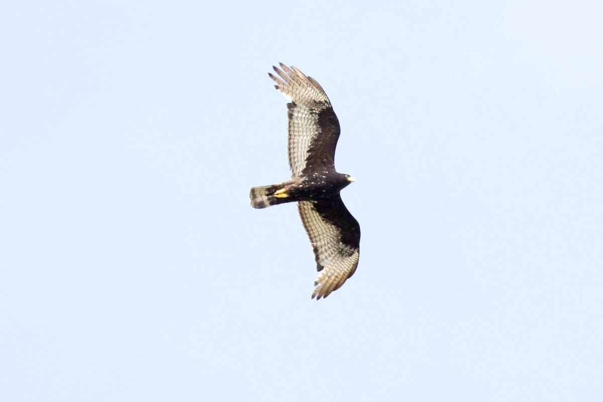 Zone-tailed Hawk - ML139938841