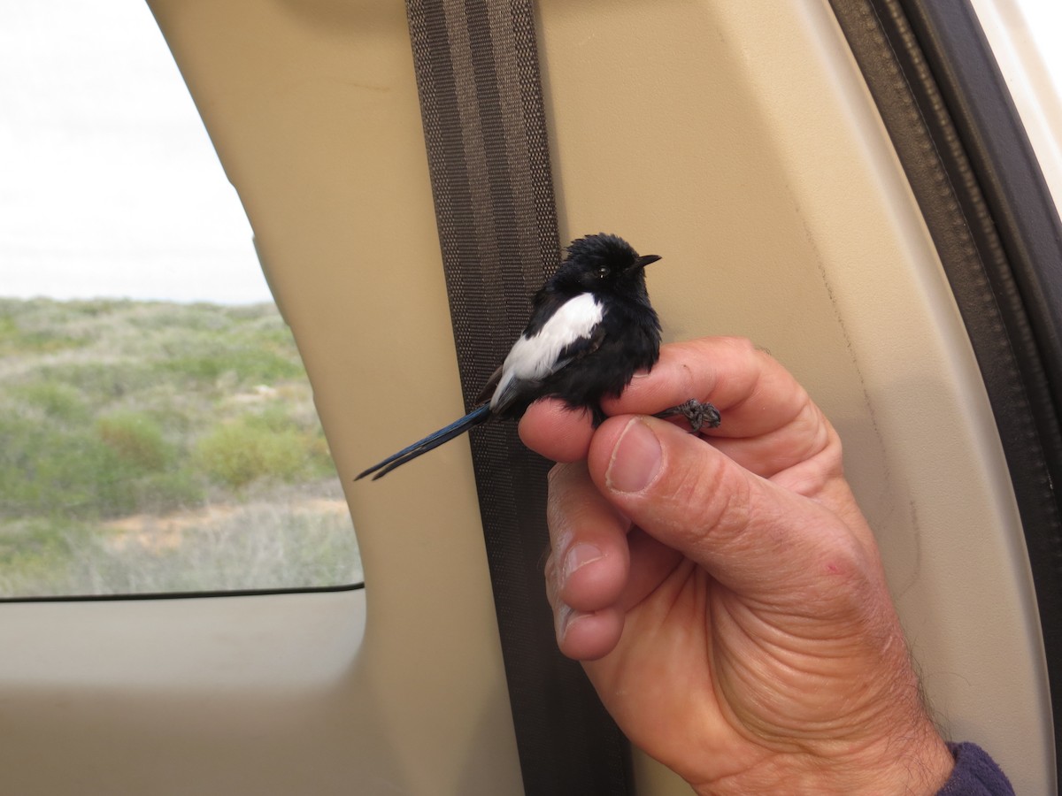 White-winged Fairywren (Black-and-white) - Mike Webster