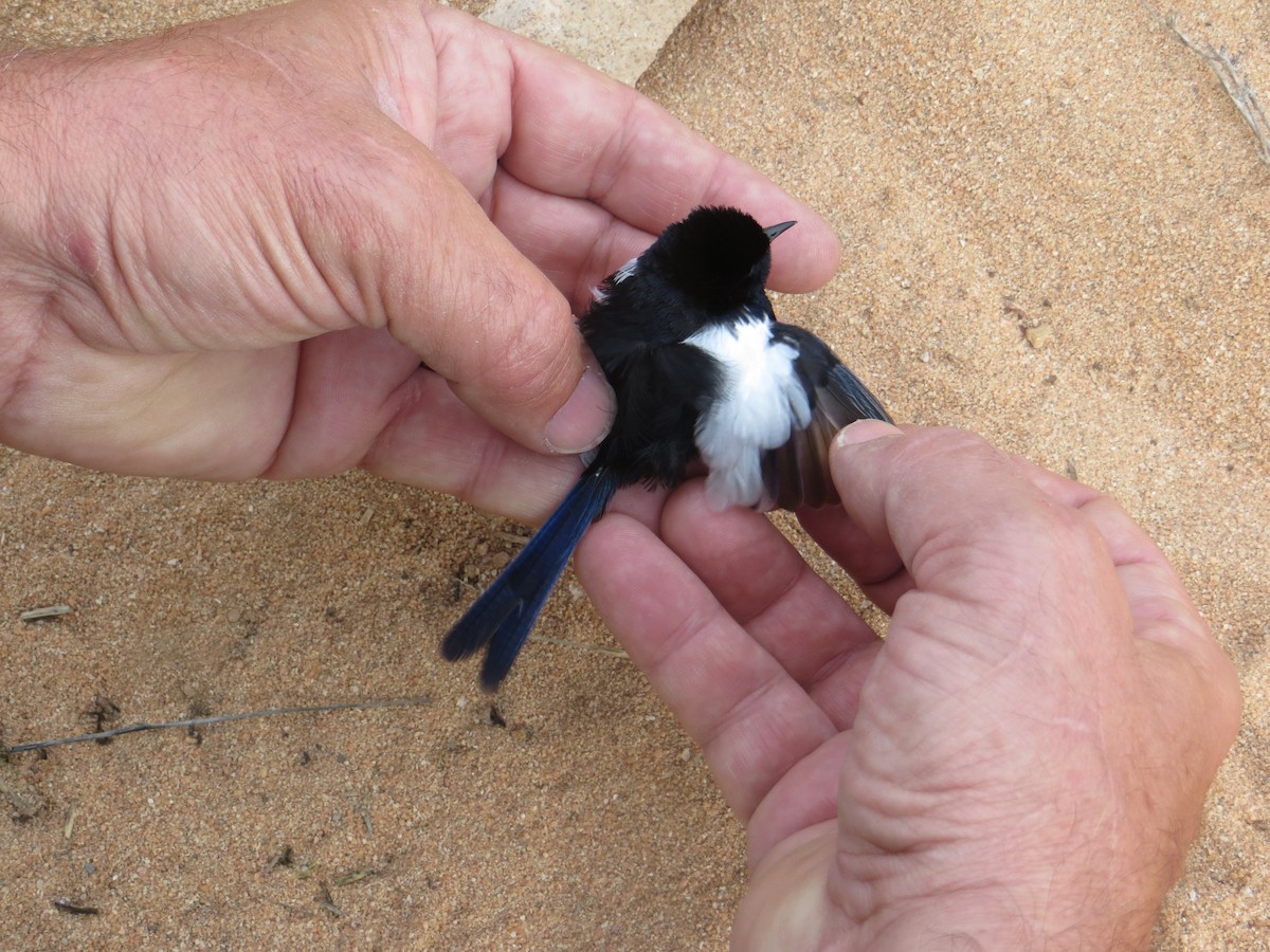 White-winged Fairywren (Black-and-white) - Mike Webster