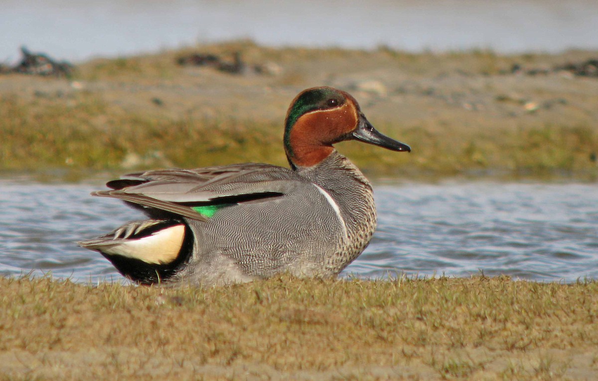 Green-winged Teal - ML139939631